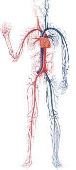 Vein Health Overview